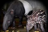 Seekor Tapir Betina Lahir di TSI Cisarua