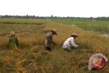 Petani Kotawaringin Timur Luncurkan Beras Lokal Bermerek 