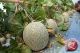 Di China ada alat pendeteksi kadar manis buah melon