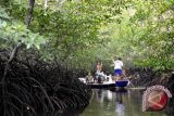 Walhi: jaga hutan bakau dari ekspansi industri