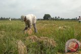 Petani di Kabupaten Penajam Paser Utara (PPU) sedang memanen padi di sawah. Mereka mengeluhkan harga gabah yang cenderung dipermainkan oleh tengkulak. (Bagus Purwa/ANTARA Kaltim)