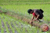 Lelaki ini sedang memancing belut di salah satu persawahan di Kota Bengkulu, Jumat (28/6).