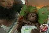 Seorang perawat satwa, memeriksa seekor bayi Orangutan Kalimantan (Pongo pygmaeus) berkelamin jantan, Rizki (11 hari) di ruang perawatan Kebun Binatang Surabaya (KBS), Sabtu (22/6) . Lahirnya Rizki tersebut menambah koleksi Orangutan di KBS menjadi 13 ekor. ANTARA FOTO/Eric Ireng