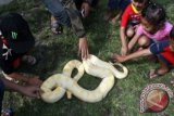 Sejumlah anak-anak memegang Ular Molu Albino di halaman Monumen Simpang Lima Gumul (SLG), Kediri, Jawa Timur, Minggu (9/6). Kegiatan yang di prakarsai oleh Pecinta Reptil Kediri (Korek) tersebut untuk lebih mengenalkan hewan jenis reptil sejak dini kepada anak-anak dan masyarakat luas. ANTARA FOTO/Rudi Mulya/ed/pd/13