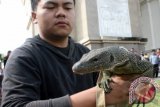 Seorang anggota komunitas reptil Kediri (Korek) menunjukkan salah satu jenis hewan reptil Biawak Togian (Varanus Togianus) di halaman Simpang Lima Gumul (SLG) Kediri, Jawa Timur, Minggu (9/6). Setiap satu bulan sekali komunitas reptil ini selalu mensosialisasikan sejumlah hewan reptil peliharaan mereka kepada masyarakat sebagai salah satu upaya pengenalan hewan reptil. ANTARA FOTO/Rudi Mulya/ed/13