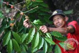 Panen Kopi Dampit