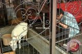 Mahasiswa UI Teliti Kulit Kambing Untuk Cangkang Kapsul 