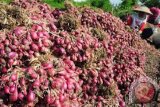 W Sumatra BPTP Develops Onion Seeds from Kernel