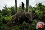 80 Gajah Zimbabwe Tewas Diracun