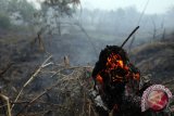 Hukum Koorporasi bakar lahan di Riau