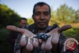 Seorang warga memegang tukik atau anak penyu jenis abu-abu (Lepidochelys Olivacea) sebelum dilepas liarkan di Pantai Goa Cemara, Sanden, Bantul, Yogyakarta, Rabu (17/7). Kegiatan oleh LPM Universitas Ahmad Dahlan, Dinas Kelautan dan Perikanan Bantul serta Pusat Pemberdayaan dan Pelayanan Masyarakat Pesisir tersebut dengan melepas liarkan 50 ekor anak penyu yang merupakan salah satu dari 7 jenis penyu yang masih bertahan hidup di dunia. ANTARA FOTO/Sigid Kurniawan/ama/ss/13