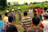 PT Pasangkayu Bekali Petani Cara Tanam Sawit 