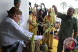 Saling menarik Ketikai Lepas untuk dibuang ke belakang sebagai akhir upacara ritual Beluluh yang dilakukan Sultan Kutai Kartanegara Salehuddin II. (Johan A Hakim/ANTARA Kaltim)