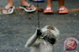 Seekor monyet dipaksa melakukan atraksi saat pertunjukan topeng monyet di Indramayu, Jawa Barat, Minggu (14/7). Meski banyak mendapat kritikan dari masyarakat pecinta hewan, pertunjukan topeng monyet masih banyak dijumpai yang menawarkan hiburan dengan bayaran Rp20 ribu hingga Rp40 ribu. ANTARA FOTO/Dedhez Anggara/nym/2013.