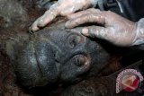 Tim dari Orangutan Information Centre (OIC) berusaha mengeluarkan peluru yang bersarang di pelipis mata Orangutan Sumatera, ketika melakukan penyelamatan di Desa Air Hitam, Kec. Padang Tualang, Kabupaten Langkat, Sumut, Minggu (21/7). OIC menyelamatkan Orangutan Sumatera betina berumur 15 tahun karena terisolasi di perkebunan warga. ANTARA FOTO/Irsan Mulyad