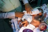 Dua bayi Perempuan kembar siam saat dirawat di ruang rawat inap anak RSUD Gambiran kota Kediri, Jawa Timur, Senin (15/7). Bayi kembar siam dempet dada sampai perut atau Abdominal ini merupakan anak pasangan Endik Indrawati (33) dan Imam Suyuti (35) warga Desa Jambean, Kecamatan Kras, Kabupaten Kediri, lahir dengan berat badan 5, 1 kg serta mengalami kelainan pada organ hati dimana ukuran organ hati bayi tersebut tidak sama. ANTARA FOTO/Rudi Mulya/nym/2013.