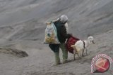 Seorang Suku Tengger membawa kambing dari larung sesaji upacara Yadnya Kasodo di kawah Gunung Bromo, Malang, Jawa Timur, Rabu (24/7). Ritual tahunan yang berlangsung selama dua hari tersebut merupakan ungkapan syukur atas hasil panen yang berlimpah. ANTARA FOTO/Ari Bowo Sucipto