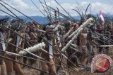 Warga suku pedalaman Papua berkumpul untuk mengikuti acara Festival Budaya Lembah Baliem ke-24 tahun 2013 di Distrik Wosilimo, Kabupaten Jayawijaya, Papua, Senin (12/8). Suku Dani, Yali dan Lani berkumpul pada acara festival budaya tahunan ini dengan mengenakan atribut khas sukunya masing-masing menampilkan atraksi perang-perangan antar suku, musik dan tari tradisional, bakar batu dan balap babi. ANTARA FOTO/Widodo S. Jusuf/nym/2013.