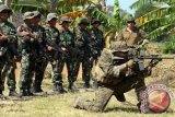 Seorang prajurit US MARSOC memberikan contoh posisi menembak dengan menggunakan senjata M4 kepada sejumlah prajurit Korps Marinir TNI AL di lapangan tembak Pusat Latihan Tempur Korps Marinir Baluran, Karangtekok, Situbondo, Jatim, Rabu, (20/8). Menembak dengan senjata M4 merupakan salah satu materi yang dilatihkan dalam Latihan Bersama Lantern Iron 13 - 1 antara prajurit Marinir Indonesia dan Marinir Amerika yang digelar hingga 6 September 2013. ANTARA FOTO/Kuwadi/ss/Spt/13