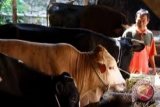 Penggemukan sapi Bangka Tengah jadi percontohan
