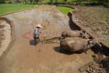 Malang (Antara Jatim)- Seorang petani membajak sawah menggunakan kerbau di areal persawahan Kandangan, Malang, Jawa Timur, Sabtu (28/9). Petani di desa setempat masih banyak menggunakan tenaga kerbau untuk membajak sawah terasering. (FOTO Syaiful Arif/13/edy)