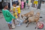 Sejumlah anak memberi makan kambing dengan kertas di Pulau Bungin, Desa Bungin, Kabupaten Sumbawa, NTB, Sabtu (21/9). Sebagian besar ternak kambing yang terdapat di pulau tersebut setiap harinya hidup dari memakan kertas dan sampah sebagai pengganti pakan rumput yang makin sulit di pulau tersebut. ANTARA/Ahmad Subaidi/nym/2013.