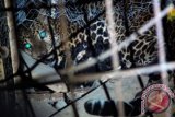 Seekor macan tutul (panthera pardus) jantan berusia sekitar 5 tahun tangkapan warga dibius oleh petugas Balai Konservasi Sumber Daya Alam (BKSDA) Jawa Tengah wilayah I Surakarta saat proses evakuasi di Duplak, Tempur, Keling, Jepara, Jateng, Jumat (6/9). Akibat beberapa habitat hewan mangsa di hutan lindung kawasan Gunung Muria yang mulai habis macan tutul tersebut turun ke perkampungan dan memangsa ternak milik warga. ANTARA FOTO/ Andreas Fitri Atmoko/ss/nz/13