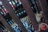 Sejumlah warga mengamati seekor macan tutul (panthera pardus) jantan berusia sekitar 5 tahun tangkapan warga yang telah dibius oleh petugas Balai Konservasi Sumber Daya Alam (BKSDA) Jawa Tengah wilayah I Surakarta saat proses evakuasi di Duplak, Tempur, Keling, Jepara, Jateng, Jumat (6/9). Akibat beberapa habitat hewan mangsa di hutan lindung kawasan Gunung Muria yang mulai habis macan tutul tersebut turun ke perkampungan dan memangsa ternak milik warga. ANTARA FOTO/ Andreas Fitri Atmoko/ss/nz/13