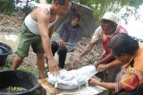 Banjarmasin, 30/9 - PINDAHKAN MAKAM - Beberapa warga membungkus tulang belulang dengan kain kafan usai dimandikan dan akan dibukur kembali di tempat lain setelah puluhan makam dibongkar di tempat pemakaman Jalan Brggjend Hasan Basry Banjarmasin, Senin (30/9). Pembongkaran makam yang sudah ada sejak tahun 1960-an itu dilakukan terkait pembangunan jembatan kembar yang menghubungkan Jalan S Parman dan Kayu Tangi.(Foto Antaranews Kalsel/Asmuni K/C)