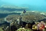 Terumbu karang dan ekosistem laut yang masih terjaga di Taman Laut Olele, Kecamatan Kabila Bone, Gorontalo, Jumat (6/9). Taman Laut Olele merupakan obyek wisata bahari yang menjadi lokasi snorkeling maupun penyelaman karena terumbu karangnya yang indah dengan berbagai macam biota laut. ANTARA FOTO/Adiwinata Solihin/Koz/Spt/13.