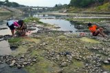 Madiun (Antara Jatim) - Sejumlah orang mencari ikan di dasar Kali Madiun, Senin (30/9). Air Kali Madiun yang merupakan anak Bengawan Solo itu telah surut hingga sebagian dasar sungainya tampak menyembul, mengering dan sebagian bahkan sudah ditumbuhi rumput.  FOTO Siswowidodo/13