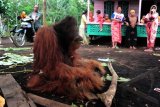 Warga mengelilingi seekor Orangutan jantan (Pongo Pygmaeus Pygmaues) yang sudah tewas, di Dusun Danau, Desa Peniraman, Kecamatan Sungai Pinyuh, Kabupaten Pontianak, Kalbar, Selasa (22/10). Menurut pengakuan warga setempat, Orangutan jantan tersebut tewas pada Selasa (22/10) sore setelah ditangkap warga di Perkebunan Karet yang berjarak 200 meter dari pemukiman penduduk pada Senin (21/10) malam. ANTARA FOTO/Jessica Helena Wuysang/PRAS/13