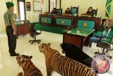 Seorang dari dua terdakwa, Sersan Mayor Joko Rianto, mengikuti sidang putusan dalam kasus menyimpan satwa dilindungi, dua harimau dan seekor beruang dalam keandaan mati yang diawetkan (obset) di Pengadilan Militer Banda Aceh, Kamis (24/10). Sersan Mayor Joko Rianto divonis dua bulan penjara dan denda Rp5 juta, sedangkan Prakawa Rawali divonis penjara tiga bulan, denda Rp2,5 juta. ANTARA FOTO/Ampelsa/nym/2013.