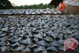 Pekerja menjemur sirip hiu di sentra pengolahan ikan laut, Anjun, Pabean Udik, Indramayu, Jawa Barat, Senin (21/10). Pengusaha mengaku permintaan ekspor sirip hiu turun drastis akibat larangan mengkonsumsi sirip hiu di beberapa negara sehingga harga sirip hiu anjlok dari harga Rp. 800rb/kg menjadi Rp. 400rb/kg. ANTARA FOTO/Dedhez Anggara/nym/2013.