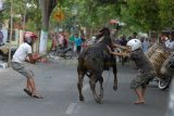Jombang (Antara Jatim)- Sejumlah warga berusaha menangkap seekor sapi mengamuk di Jalan raya Wersah, Kelurahan Kepanjen, Jombang, Jawa Timur, Senin (14/10). Seekor sapi jantan tersebut lepas dan mengamuk saat akan diturunkan di RSUD sebagai hewan kurban.  FOTO Syaiful Arif/13/Chan.
