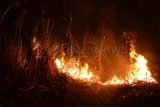 Madiun (Antara Jatim) – Kobaran api membakar tanaman tebu di Kelurahan Winongo, Kota Madiun, Sabtu (26/10). Sekitar satu hektar tanaman tebu yang belum dipanen terbakar akibat tiupan angin yang cukup kencang. (FOTO Siswowidodo/13/edy)