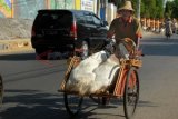 Pamekasan (Antara Jatim)-Tukang becak mengangkut dua ekor kambing dari Pasar 17 Agustus, Pamekasan, Kamis (10/10). Penjualan kambing menjelang Idul Adha 1434 H meningkat hingga 100 persen dibanding bulan-bulan sebelumnya. Sementara harga  hewan kurban tersebut berkisar Rp1.2 hingga Rp3.5 juta per ekor tergantung ukuran  FOTO/Saiful Bahri/13/Oka.
