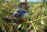 Pamekasan (Antara Jatim) - Petani memanen buah tomat di Desa Bulai, Galis, Pamekasan, Sabtu (12/10). Petani mengeluhkan anjloknya harga tomat dari Rp 500 menjadi Rp 400 per kg ditingkat petani. FOTO/ Saiful Bahri/13/Oka.