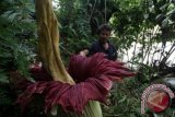 Seorang warga melihat bungai bangkai (Amorpophallus Titanum) yang mekar di Desa Ranggitgit Sinembah Tanjung Muda Hulu, Deli Serdang, Sumut, Selasa (22/10). Bungai bangkai yang mekar sudah tiga hari itu memiliki tinggi 1,5 meter. ANTARA FOTO/Septianda Perdana/nym/2013.
