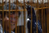 Madiun (Antara Jatim) - Seorang pekerja jasa perawat dan pelatih burung sedang melatih burung di Dolopo, Kab. Madiun, Kamis (17/10). Perawat burung setiap hari merawat antara 20 hingga 40 ekor burung  berkicau tersebut mendapatkan upah dari pemilik burung sesuai dengan keihlasan pemilik burung. FOTO Siswowidodo/13/Oka.