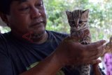 Madiun (Antara Jatim)  - Seorang warga bercengkerama dengan seekor anak macan rembah (Felis bengalensis) di Dolopo, Kab. Madiun, Kamis (17/10). Macan rembah atau ada juga yang menyebut kucing hutan yang dibeli dari warga di tepi hutan tersebut termasuk satwa yang dilindungi Undang-undang No. 5/1990 tentang Konservasi Sumber Daya Alam Hayati dan Ekosistemnya dan Peraturan Pemerintah No. 7/1999 tentang Pengawetan Jenis Tumbuhan dan Satwa. FOTO Siswowidodo/13/Oka.