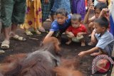 Beberapa anak menyaksikan seekor orangutan jantan yang tewas di Dusun Danau, Desa Peniraman, Kabupaten Pontianak, Selasa siang. Orangutan itu sebelumnya ditangkap warga setempat karena dikhawatirkan akan mengganggu dusun tersebut. Habitat orangutan itu terganggu seiring maraknya pembangunan perkebunan kelapa sawit di bagian belakang desa. (Foto Antara Kalbar / Teguh Imam Wibowo)