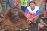 Seorang ibu berpose di sebelah orangutan jantan yang tewas setelah sebelumnya diamankan warga di Dusun Danau, Desa Peniraman, Kabupaten Pontianak, karena dikhawatirkan mengganggu. Habitat orangutan malang itu terganggu oleh maraknya pembangunan perkebunan kelapa sawit sehingga untuk mencari makan, orangutan semakin mendekat ke arah permukiman penduduk. (Foto Antara Kalbar / Teguh Imam Wibowo)