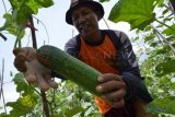 Magetan (Antara Jatim) - Petani memanen mentimun di Plaosan, Magetan, Minggu (27/10). Mentimun tersebut selanjutnya dijual di Pasar Sayur Plaosan dengan harga Rp2.500/kg. (Ftoto Siswowidodo/13/edy)