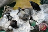 Sejumlah Pinguin berjemur di atas batuan kolam, di Taman Safari Indonesia (TSI), Prigen, Pandaan, Pasuruan, Jatim, Minggu (6/10). Sebanyak sepuluh satwa asal Peru dengan jenis Humboldt tersebut, menjadi koleksi terbaru TSI Prigen. ANTARA FOTO/Adhitya Hendra/EI/ama/13