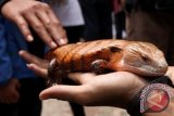 Komunitas Reptil Bandung (KRB) mengenalkan Kadal Panam kepada masyarakat, Bandung, Jabar, Minggu (20/10). kegiatan yang diselenggarakan KRB setiap Minggu, merupakan salah satu acara untuk menyosialisasikan beragam reptil dan tata cara perawatannya kepada masyarakat. ANTARA FOTO/Agus Bebeng