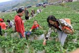 Magetan (Antara Jatim) - Sejumlah wisawatan domestik memetik buah strawberry di sentra agrowisata strawberry yang berada di sepanjang tepian jalur Telaga Sarangan-Cemorosewu, Magetan, Senin (14/10). Libur empat hari menjelang Idhul Adha kali ini banyak dimanfaatkan wisatawan domestik untuk berkunjung ke lokasi-lokasi wisata lokal bersama keluarga, di antaranya ke Telaga Sarangan dan sentra agrowisata strawberry, Magetan. Foto Destyan Sujarwoko/13/Oka.
