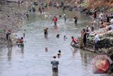 Sejumlah warga mencari ikan di sungai Seng usai di keringkan di Desa Sidapurna, Tegal, Jateng, Selasa (01/10). Tradisi dibukanya pintu air sungai Seng satu tahun sekali untuk mengairi saluran air yang mengalami kekeringan dan membersihkan sampah sungai tersebut dimanfaatkan warga setempat mencari ikan seperti gabus, lele dan sepat untuk kebutuhan konsumsi mereka. ANTARA FOTO/Oky Lukmansyah/Koz/pd/13.