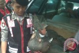 Kepolisian Resor Kota Pontianak, Rabu dini hari, mengamankan sebanyak 29 ekor trenggiling yang dibawa tersangka Sd menggunakan mobil Daihatsu Xenia bernomor polisi KB 1804 HK di Jalan Trans Kalimantan. Trenggiling yang berasal dari Sandai, Kabupaten Kapuas Hulu, menurut pemiliknya, akan dijual di Pontianak. Trenggiling tersebut dibeli dari masyarakat Rp200 ribu/ekor, kemudian dijual Rp300 ribu/ekor. (Foto Antara Kalbar/Andilala)