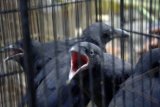 Pencuri Burung Babak Belur Dihajar Massa